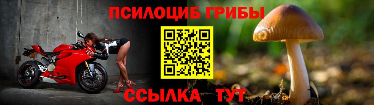 Псилоцибиновые грибы Psilocybe Отрадный